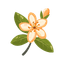 Tunisian Orange Blossom
