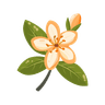 Orange Blossom