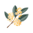Osmanthus