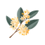 Osmanthus