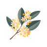 Osmanthus