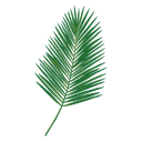 Palm Leaf