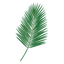 Palm Tree