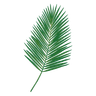 Palm Leaf
