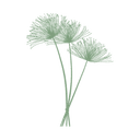 Papyrus