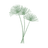 Papyrus