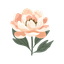 Peony