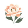 Peony