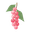 Pink Pepper