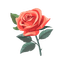 Turkish Rose