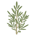 Rosemary