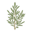 Rosemary