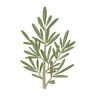 Rosemary
