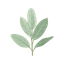 Sage