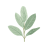 Sage