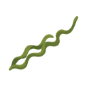 Seaweed