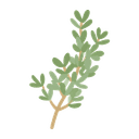 Thyme