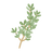 Thyme