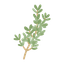 Thyme