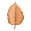 Tobacco Leaf