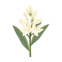 Tuberose