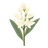 Tuberose