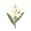 Tuberose