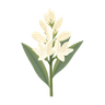 Tuberose