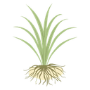 Vetiver
