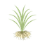 Vetiver