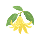 Ylang-Ylang
