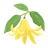 Ylang-Ylang