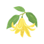 Ylang-Ylang