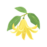Ylang-Ylang