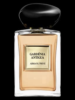 Gardénia Antigua