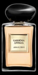 Gardénia Antigua