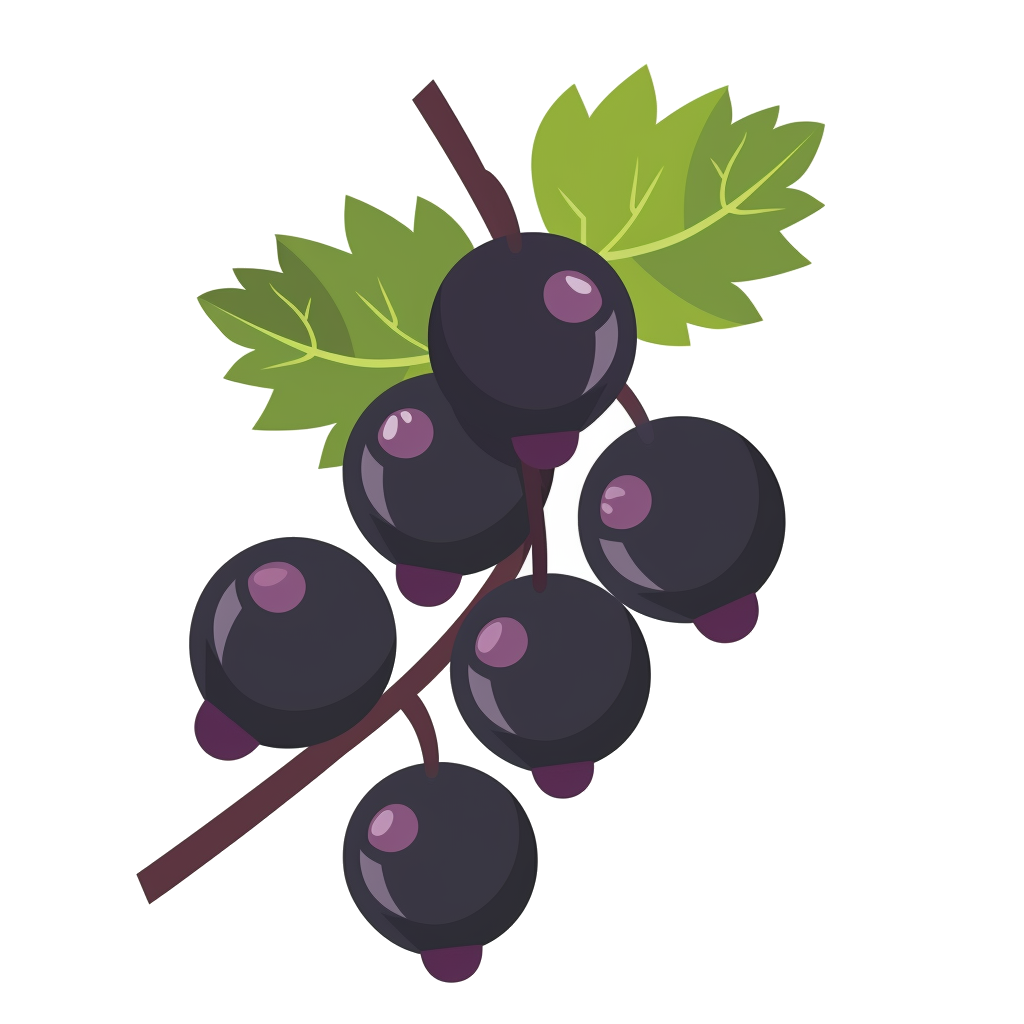 Blackcurrant