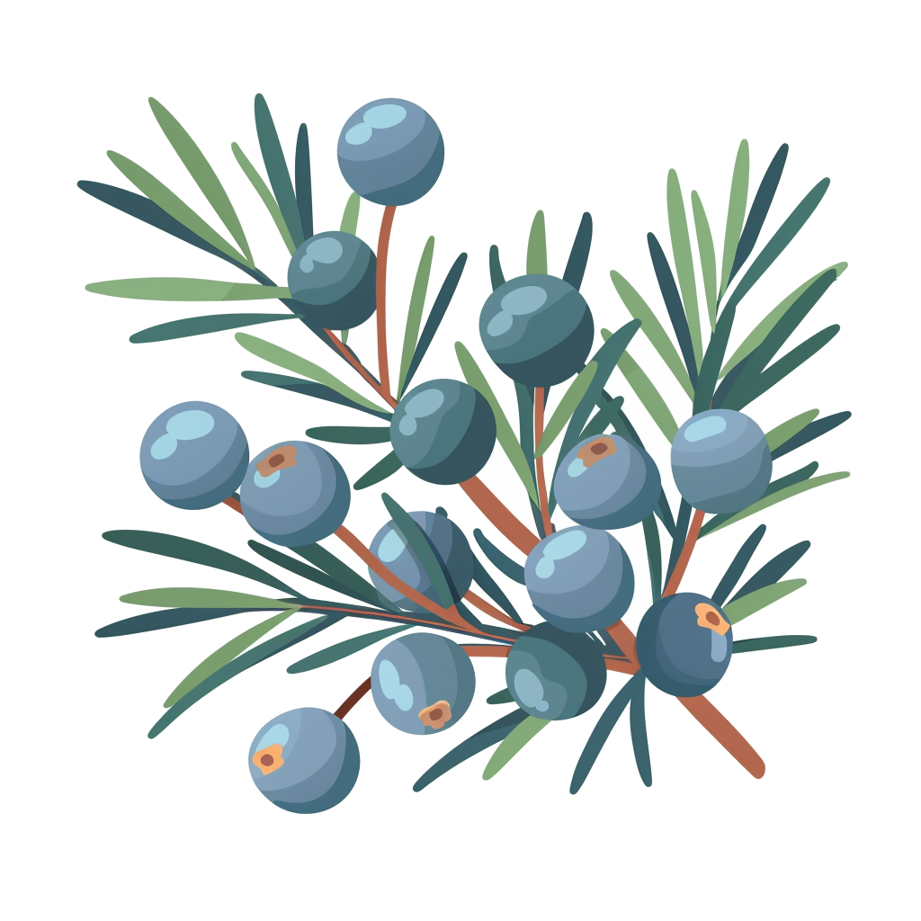 Juniper Berries