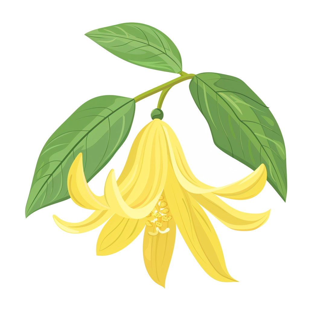 Ylang-Ylang